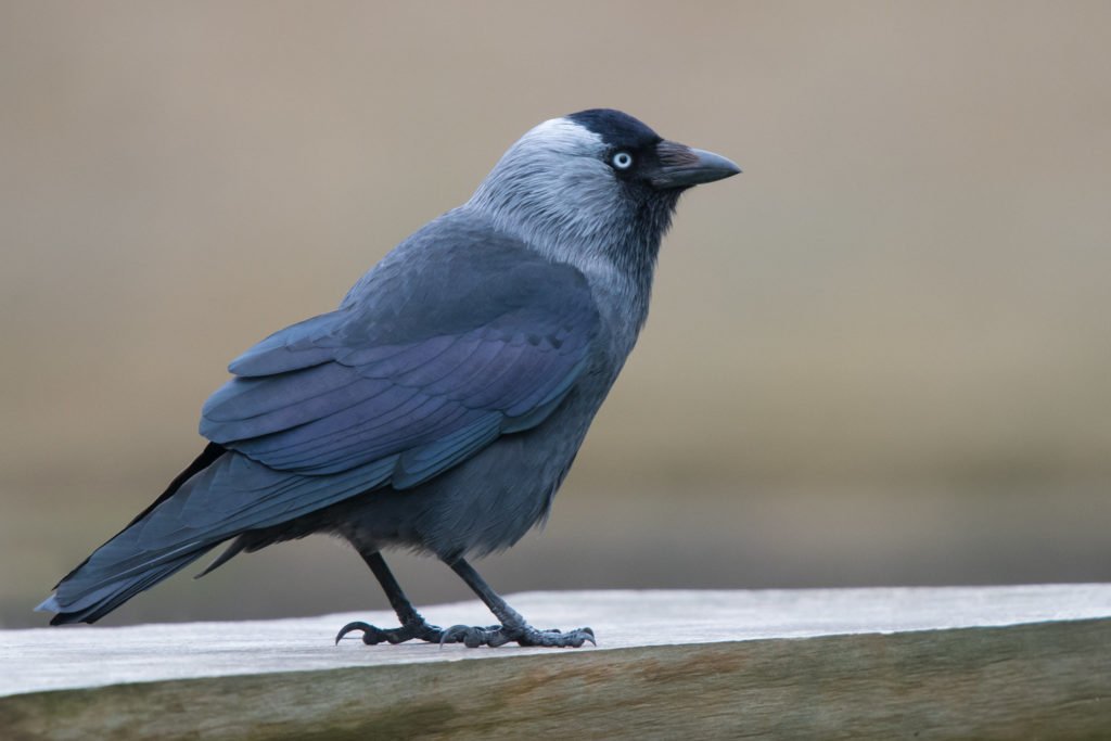 jackdaw